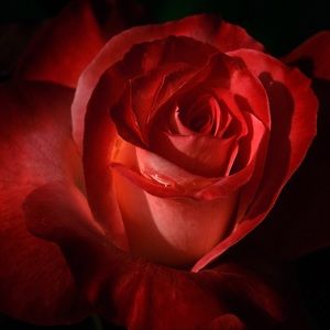 Meet your Posher, Vivie